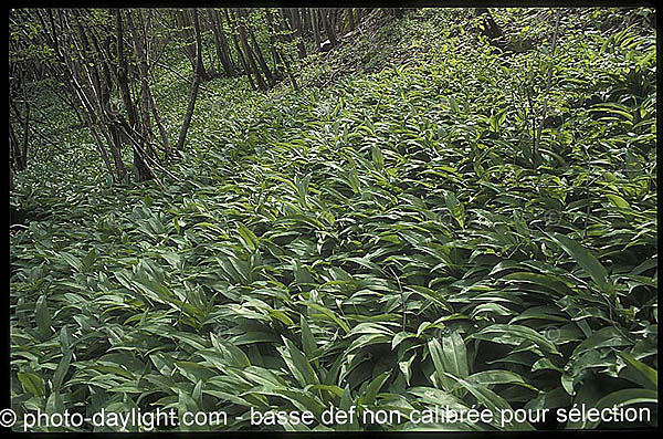 bois au printemps